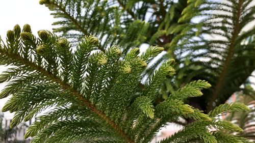 Low angle view of pine tree