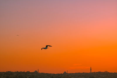 Silhouette birds flying against orange sky