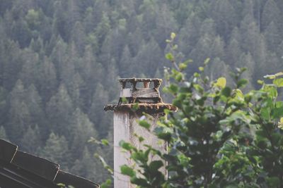 View of an animal on mountain against trees