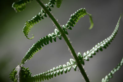 Beautyful ferns leaves green foliage natural floral fern background in sunlight.