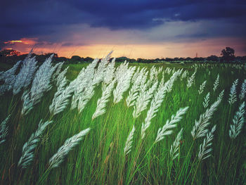 Crops growing on field against sky during sunset