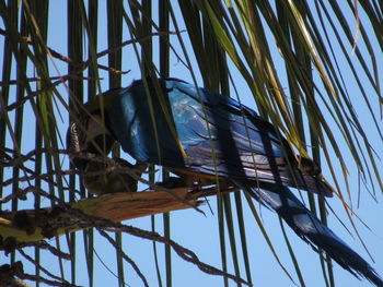 Low angle view of bird on branch