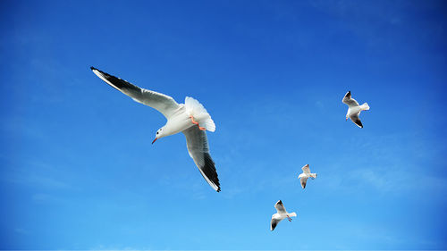 Low angle view of seagulls flying against blue sky