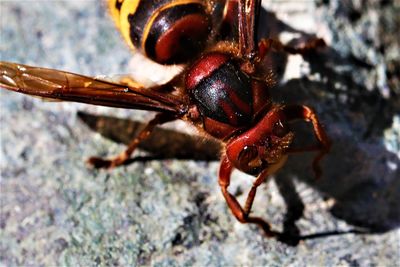 Close-up of insect