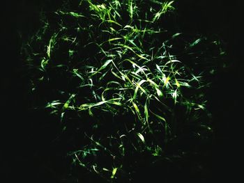 Plants growing in the dark