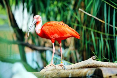 Close-up of bird perching on wood