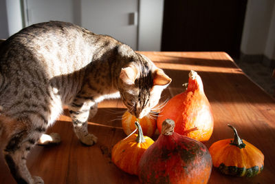 Franz the tabby bengal cat in walking on the wooden table and smelling the fresh pumpkins in autumn.