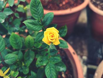 Close-up of yellow rose flower in pot