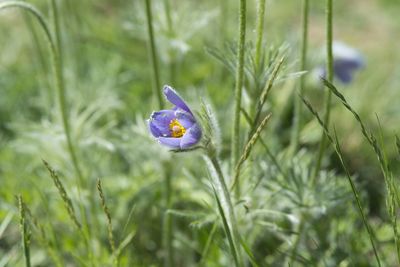 Close-up of purple crocus flower