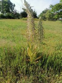 Plants growing on field