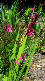 Close-up of pink flowers