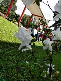 Low angle view of white flowers blooming on tree