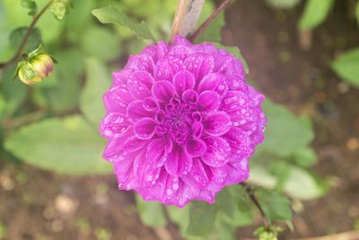 Close-up of pink rose flower