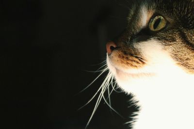 Close-up portrait of cat