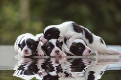 Two dogs in a water