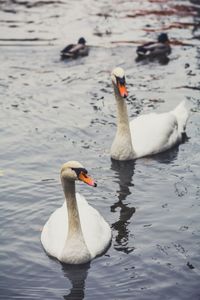 Swans swimming in lake