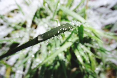 Close-up of raindrops on leaf