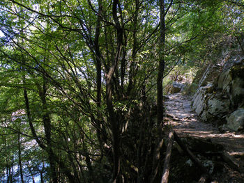 Trees in forest