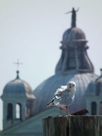 Bird perching on railing