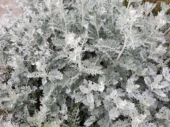 Close-up of snow on rock