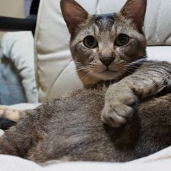 Close-up portrait of cat