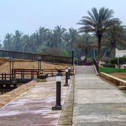 Walkway by palm trees against clear sky