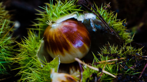 Close-up of fruit growing on field