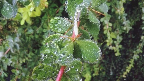 Close-up of wet plant