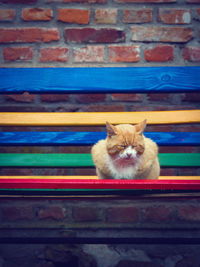 Portrait of ginger cat sitting outdoors