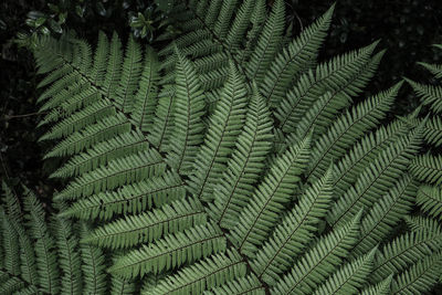 Full frame shot of leaves