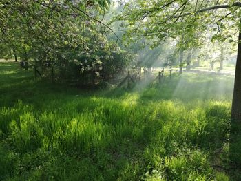 Scenic view of forest