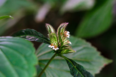 Close-up of flowering plant