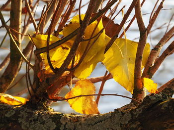 Close-up of yellow leaves on tree trunk