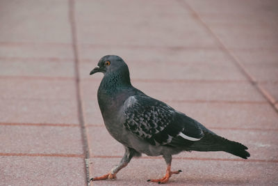 Close-up of bird