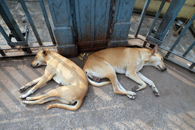 Dogs sleep on the ground around the kalighat temple in calcutta, india