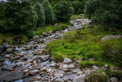 Stream flowing through rocks in forest