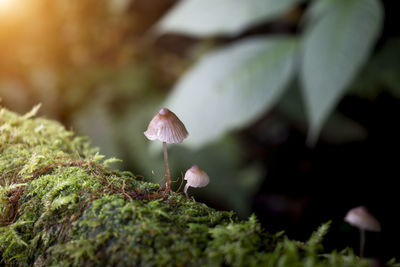 Close-up of mushroom growing on field