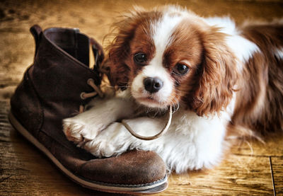 Close-up of puppy biting shoelace