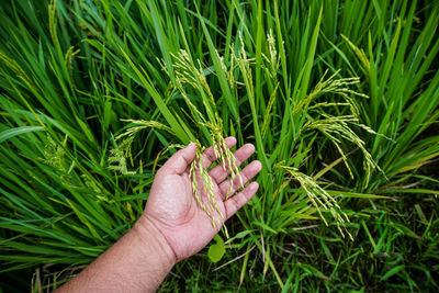 Cropped hand of man holding crops on field