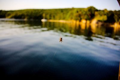 Insect on a lake