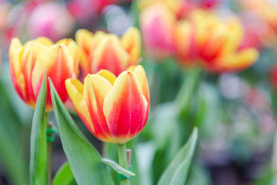 Close-up of red tulip