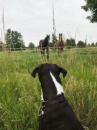 Dog on field against sky