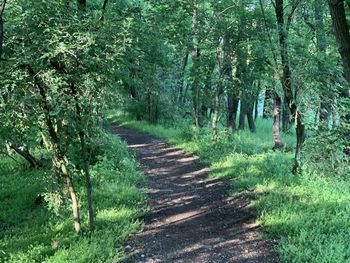 Footpath amidst trees in forest