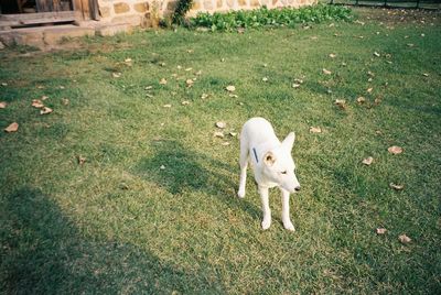 High angle view of dog on field