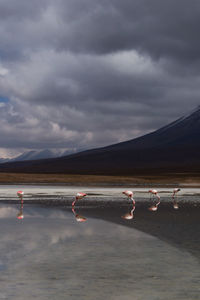 Flamingos at lakeshore against cloudy sky