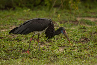 Side view of a bird on field