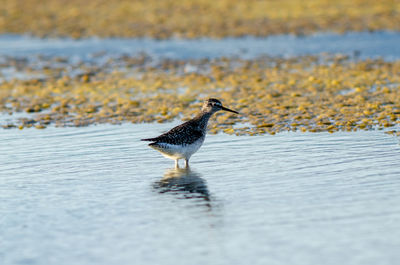 Western sandpiper in lagoon 