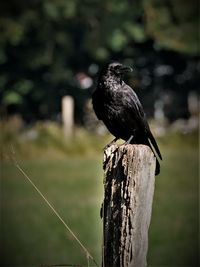 Close-up of bird perching on wooden post