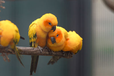 Close-up of parrot perching on branch