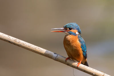 Close-up of bird perching on branch